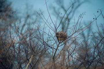 A single empty bird's nest sits alone in a thicket