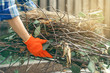 © Kabardins photo - Woman gardener cleans branches leaves in the garden sun nature