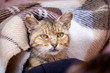 © Volodymyr - An old cat, covered with a blanket in bed, looks forward_
