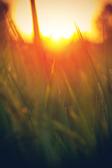 Fotomurales - Blurred rice field backgrounds with sunlight