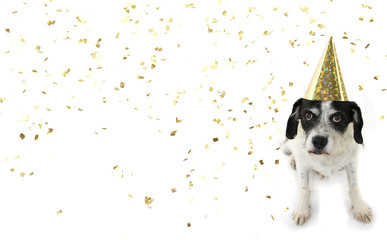 Wall Mural - FUNNY DOG CELEBRATION A NEW YEAR OR BIRTHDAY PARTY WEARING A GOLDEN GLITTER HAT. ISOLATED SHOT AGAINST WHITE BACKGROUND WITH CONFETTI.