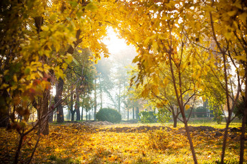  Autumnal background of park