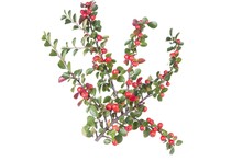 Cotoneaster Horizontalis Plant With Ripe Red Berries