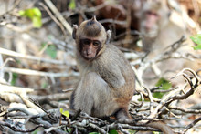 Macaques Are  Genus Of Primates From The Family Of Monkeys. Young Macaque Sitting In  Branches Of Trees.