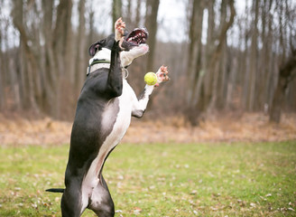 Wall Mural - A black and white Pit Bull Terrier mixed breed dog jumping with its paws outstretched trying to catch a ball