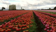 Passing Through Rows And Rows Of Blooming Tulips