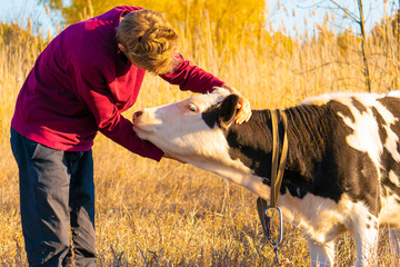 young happy guy hugs beautiful cow in the summer field, animal love a smile concept  а