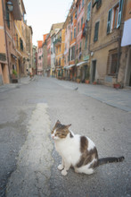 Cat On The Street - A Cat In A Charming Street In Vernazza, Liguria, Italy.