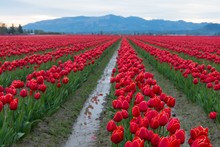 Red Rows Of Tulips Reflected In Water With Mountains In The Background