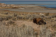 Sleeping bison beside beach and lake