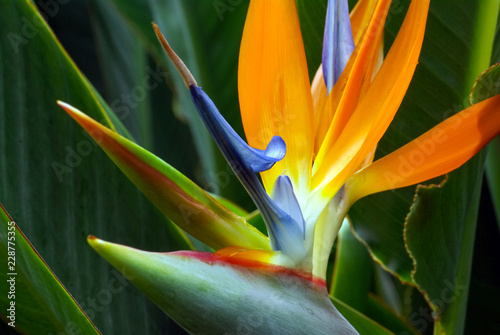 Cuadros en Lienzo Close Up of Bird of Paradise Flower