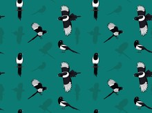 Bird Black-billed Magpie Wallpaper