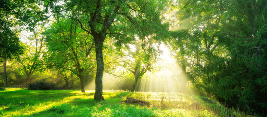 Green forest landscape background at sunrise.