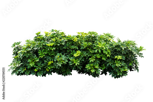 Fotografie, Obraz plant isolated on white background with clipping path