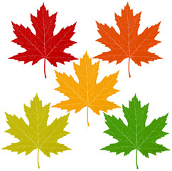 Wall Mural - autumn leaves isolated on white