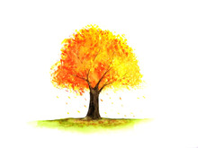 Watercolor Tree Autumn Season.yellow,orange And Red Leaf.isolated White Background. 
