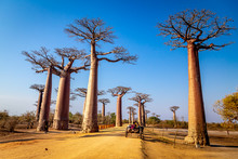 Horse Cart On The Avenue Of The Baobabs Near Morondova, Madagascar.