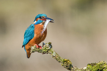 Aufkleber - A kingfisher sits perched on a lichen covered branch after a successful dive. The bird has caught a minnow and it is in its beak