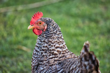 Portrait Of Plymouth Rock Chicken (Barred Rock Hen) On The Farm