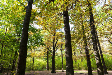 Canvas Print - oak grove in forest in sunny october day