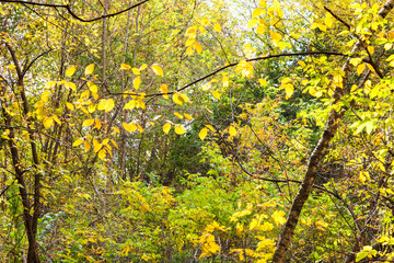 Canvas Print - thick forest illuminated by sun in october day