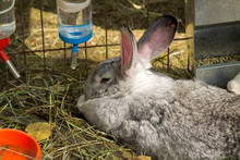 Grey Rabbit Lives In A Cage On The Farm