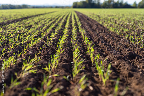 Fotomural Ripening winter cereals, winter grains field lined in September on a beautiful, sunny autumn day