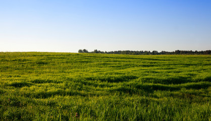 green grass
