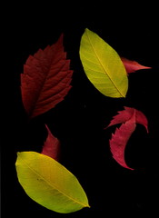 Autumn colorful leaves on a black background.