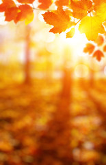 autumn leaves on the sun and blurred trees