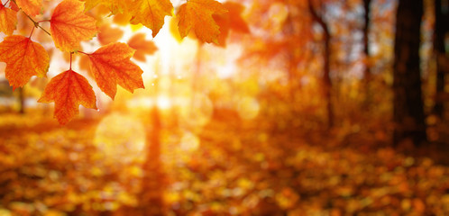 Wall Mural -  Autumn leaves and blurred trees .