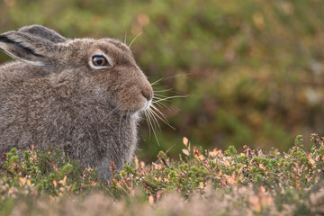 Wall Mural - Side Profile of Mountain Hare in Summer Pelage (Lepus timidus)