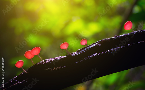 Mushroom PINK BURN CUP Saraburi Province, Thailand.
