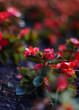 red flowers of begonia in the garden