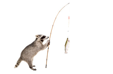 Wall Mural - raccoon standing with a trout caught on a fishing rod, isolated on white background
