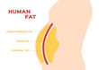 human belly and abdomen fat layer vector / subcutaneous and visceral fat