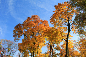Wall Mural - trees with fall foliage on country park