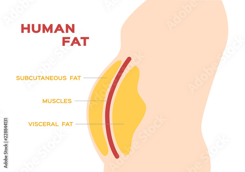 Fotografía human belly and abdomen fat layer vector / subcutaneous and visceral fat