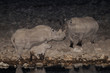 Black rhino family at night, etosha nationalpark, namibia