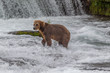 © vaclav - Grizzly bear in Alaska Katmai National Park hunts salmons (Ursus arctos horribilis)