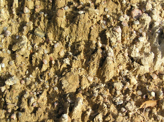 leaf on sand