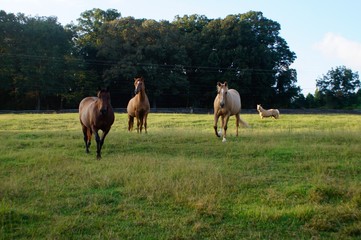 Wall Mural - Quarter Horses in Field