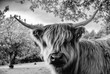 Shaggy cow looking at the viewer with horns