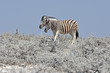 Steppenzebra (Equus quagga) im Etosha Nationalprk (Namibia)