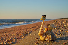 A Solitaire Shell Solitary Shell Free Stock Photo - Public Domain Pictures