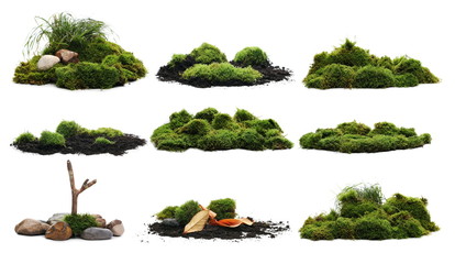 Wall Mural - Set green moss isolated on white background and texture, with clipping path