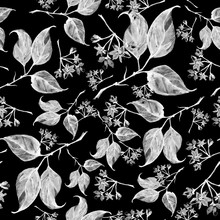 Seamless Vintage Pattern - Branch Of A Linden, Watercolor. Linden Tree, Linden Flowers, Black, White Leaves Watercolor.
Vintage Monochrome Drawing, Plant Pattern