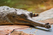 Male Gharial  Crocodile crawling at Arignar Anna Zoo in Chennai, India