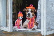 Funny Dog And Kitten Dressed In A Knitted Hats And Scarfs Sitting Near The Window