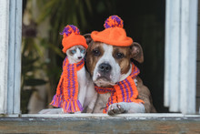Funny Dog And Kitten Dressed In A Knitted Hats And Scarfs Sitting Near The Window